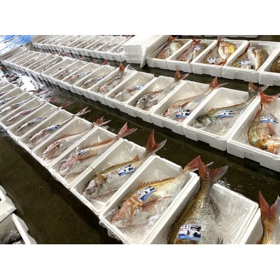 瞬凍結　天然真鯛　切身　約1kg　　【配送不可地域：離島】