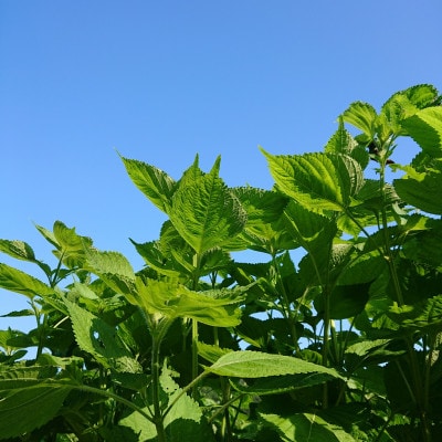 農家が作った!新温泉町産「えごま葉しょうゆ漬け」300g【配送不可地域：離島】