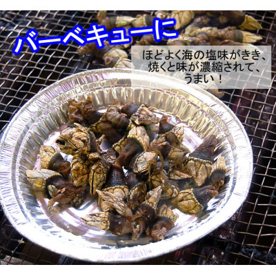 亀の手　大サイズ　500g×2袋　計1kg　兵庫県新温泉町　【配送不可地域：離島】