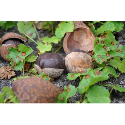 あく抜き栃の実【配送不可地域：離島】