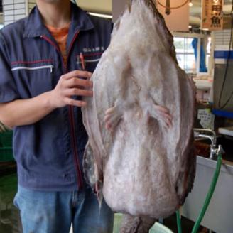 山陰　鍋用アンコウ(肝入り)　大きなアンコウを捌きました【高鮮度3D凍結】【配送不可地域：離島】