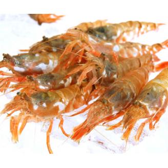 山陰の地エビ希少な「モサエビ」お刺身用 　大サイズ　 500g以上【配送不可地域：離島】