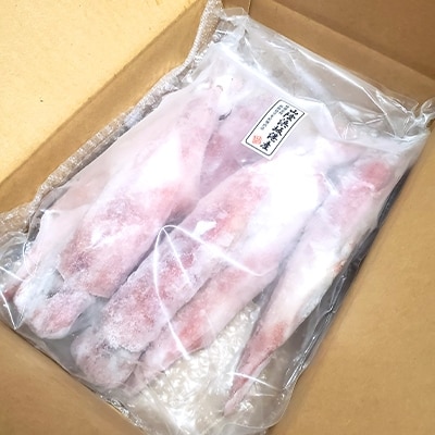 兵庫県新温泉町　白イカ(冷凍)約1.5kg(5-8杯程度入)【配送不可地域：離島】