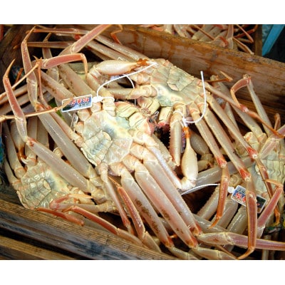 松葉ガニの本場・兵庫県新温泉町　とれたて　訳あり・松葉ガニ(生・冷蔵)　1～2枚入【配送不可地域：離島・北海道・沖縄県・東北】