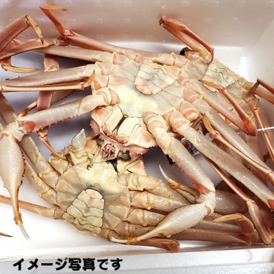 松葉ガニの本場・兵庫県新温泉町　とれたて　訳あり・松葉ガニ(生・冷蔵)　1～3枚入【配送不可地域：離島・北海道・沖縄県・東北】