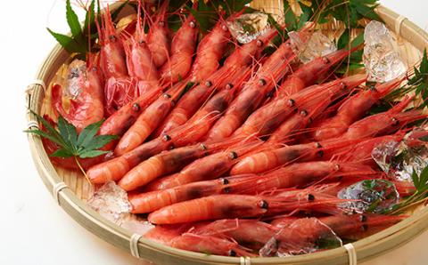 お刺身用甘えび500g(Lサイズ30匹前後)【配送不可地域：離島】