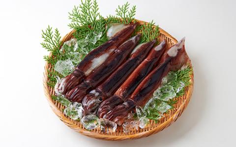 冷凍スルメイカ　約1kg入【配送不可地域：離島】