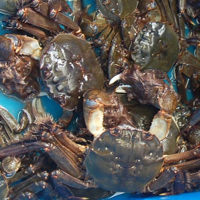 天然　活モクズガニ　約1kg　兵庫県新温泉町　【配送不可地域：離島・北海道・沖縄県・東北・九州】