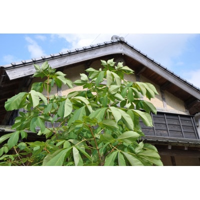 あく抜き栃の実【配送不可地域：離島】