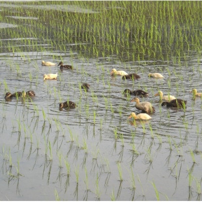 たにぐちの手作り無添加味噌 900g×4P【配送不可地域：離島】