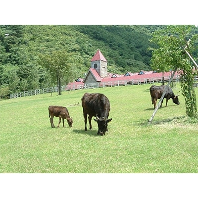 「世界農業遺産認定」黒毛牛の焼肉用　但馬牛(上カルビ肉)500g【配送不可地域：離島】