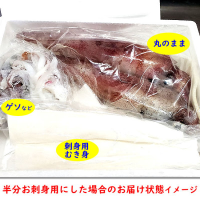 朝とれ白イカ(生・冷蔵)約1.5kg(5-8杯程度入)　半分は刺身用に下処理、半分は丸のままで【配送不可地域：離島・北海道・沖縄県・東北】