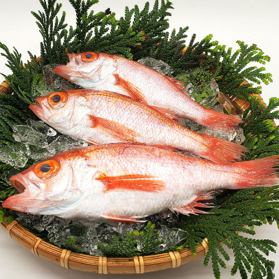 山陰沖　お刺身用あぶりノドグロ　2パック　高級魚 アカムツ　生食用【配送不可地域：離島】