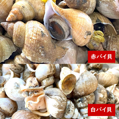 生食可・2種類のバイ貝むき身　各2パック(赤バイ、白バイ貝)【配送不可地域：離島】