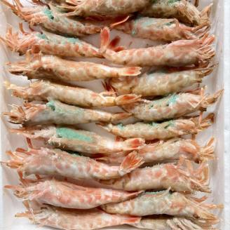 山陰の地エビ希少な「モサエビ」お刺身用 　大サイズ　 500g以上【配送不可地域：離島】