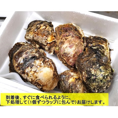 山陰の天然岩ガキ詰合せ(大きさにより5～7個入)　牡蠣は殺菌済　下処理済　生食OK　バーベキュー【配送不可地域：離島・北海道・沖縄県・東北】