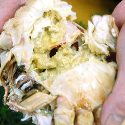 松葉ガニの本場・兵庫県新温泉町　とれたて　訳あり・松葉ガニ(生・冷蔵)　1～3枚入【配送不可地域：離島・北海道・沖縄県・東北】