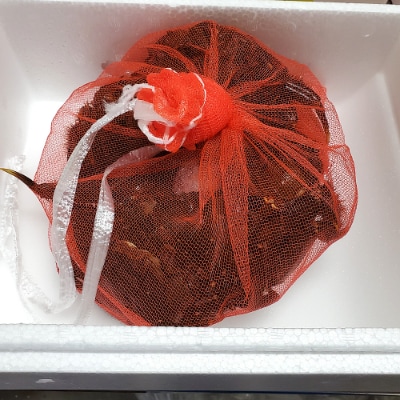 天然　活モクズガニ　約1kg　兵庫県新温泉町　【配送不可地域：離島・北海道・沖縄県・東北・九州】