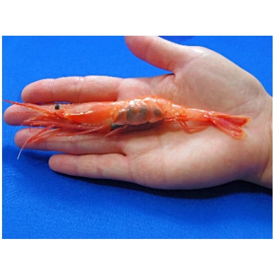 プロトン凍結アカエビ10尾入×3P【配送不可地域：離島】