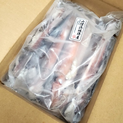 スルメイカ(冷凍)たっぷり約1.5kg　サイズ不揃い　兵庫県新温泉町　【配送不可地域：離島】