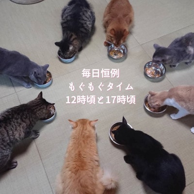 保護猫応援】湯村温泉の猫カフェ 猫時間の1時間利用券(ワンドリンク付き)2枚: 新温泉町ANAのふるさと納税