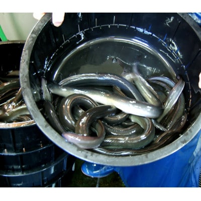 【焼きたて即出荷】職人の手焼き　活〆うなぎ蒲焼1尾入(中骨・肝付)国産/未冷凍　本物の肝吸いをお届け【配送不可地域：離島・北海道・沖縄県・東北】