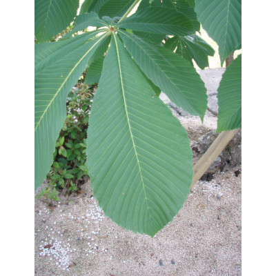 あく抜き栃の実【配送不可地域：離島】