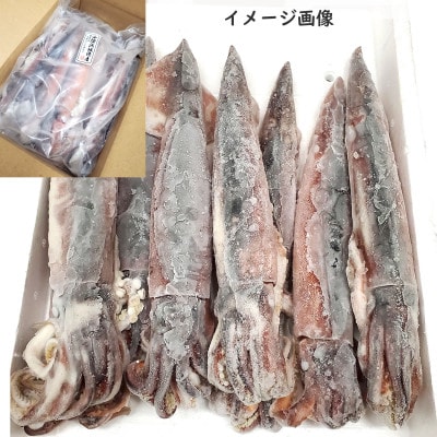 【2ヵ月毎定期便】スルメイカ(冷凍)約1.5kg　サイズ不揃い　兵庫県新温泉町　全3回【配送不可地域：離島】
