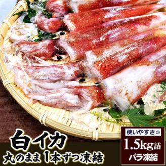 兵庫県新温泉町　白イカ(冷凍)約1.5kg(5-8杯程度入)【配送不可地域：離島】