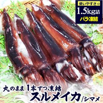 スルメイカ(冷凍)たっぷり約1.5kg　サイズ不揃い　兵庫県新温泉町　【配送不可地域：離島】