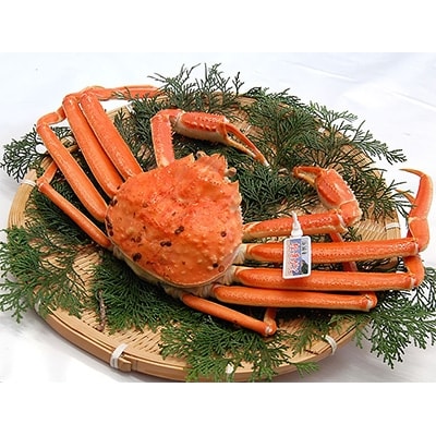 松葉ガニの本場より活〆茹でたてを即出荷　釜茹で松葉ガニ(冷蔵)　1枚　約800g【配送不可地域：離島・北海道・沖縄県・東北】