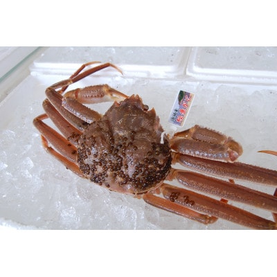 松葉ガニの本場・兵庫県新温泉町　とれたて　訳あり・松葉ガニ(生・冷蔵)　1～2枚入【配送不可地域：離島・北海道・沖縄県・東北】