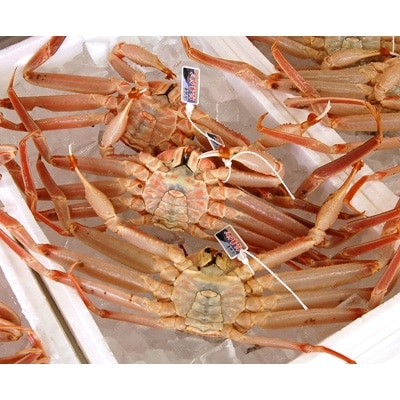 松葉ガニの本場・兵庫県新温泉町　とれたて　訳あり・松葉ガニ(生・冷蔵)　1～3枚入【配送不可地域：離島・北海道・沖縄県・東北】