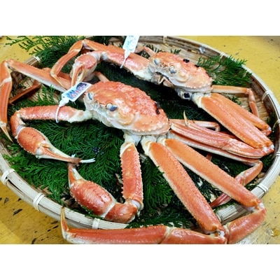 松葉ガニの本場・兵庫県新温泉町　とれたて　訳あり・松葉ガニ(釜茹で・冷蔵)　1～2枚入【配送不可地域：離島・北海道・沖縄県・東北】