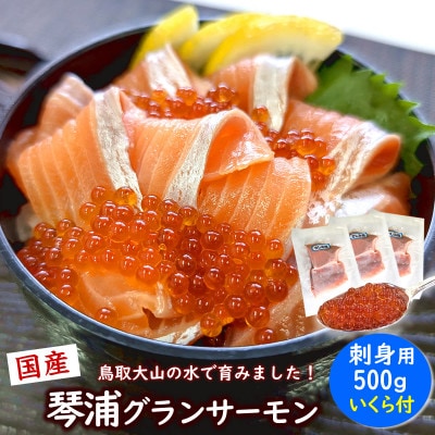 薬剤未使用で安心　国産とっとり琴浦グランサーモン刺身用500g いくら付 訳あり 小分け個包装で便利【配送不可地域：離島】