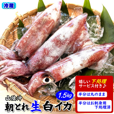 朝とれ白イカ(生・冷蔵)約1.5kg(5-8杯程度入)　半分は刺身用に下処理、半分は丸のままで【配送不可地域：離島・北海道・沖縄県・東北】
