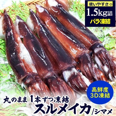 【2ヵ月毎定期便】スルメイカ(冷凍)約1.5kg　サイズ不揃い　兵庫県新温泉町　全3回【配送不可地域：離島】