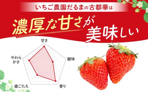 数量限定】厳選 大ちゃんの 古都華（２７０ｇ入×４パック）限定出荷