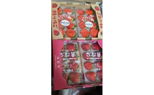 【数量限定】2026年予約販売開始 奈良ブランドいちご２種 食べ比べセット×２セット（古都華２パック＋別品種２パックの計４パック） (他１種は、かおりの・珠姫・奈乃華・ならあかり・あすかルビーのいずれか) イチゴ いちご 苺 めいとく農園 奈良県 奈良市 奈良 14-034
