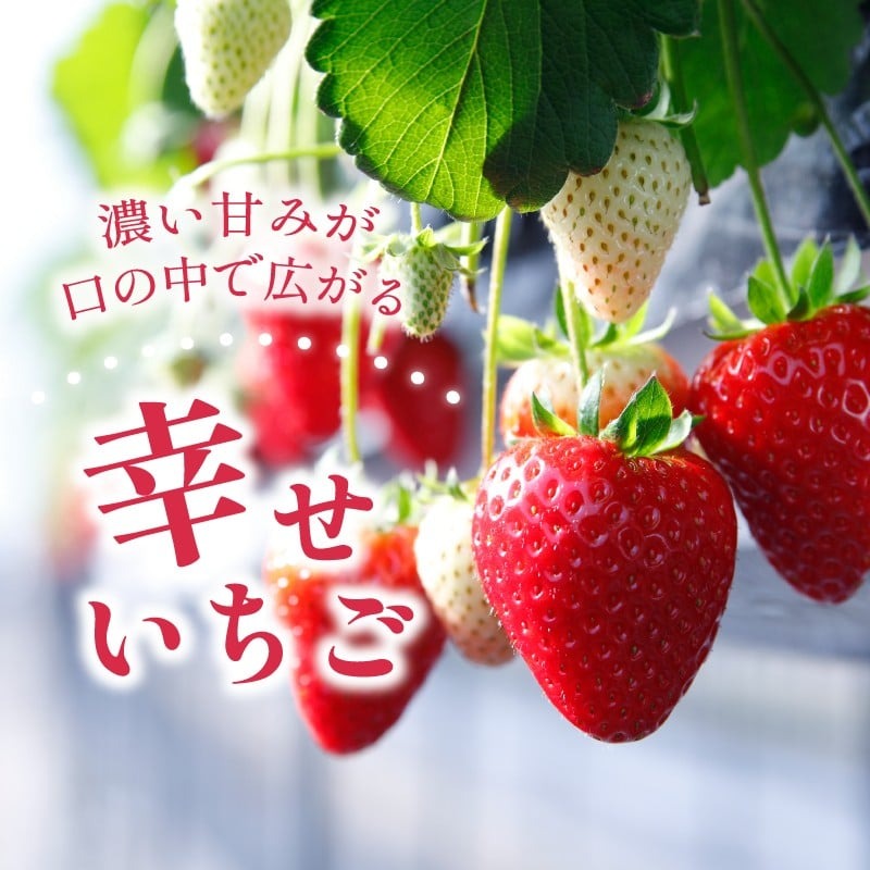 いちご 古都華 約1kg 250g×4パック 2026年1月発送 冷蔵 小分け 果物 スイーツ デザート フルーツ ベリー ふるさと納税いちご 大粒 採れたて 完熟 おやつ 産地直送 先行予約 数量限定 季節限定 ブランド 苺 イチゴ いちご 岩井農園 奈良県 奈良市