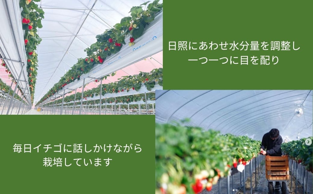 【2026年1月以降発送】 いちご（古都華）藤井農園特選大粒古都華600g×1ケース（数量限定 予約販売）奈良県 奈良市 なら 25-037