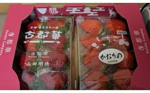 【数量限定】2026年予約販売開始 奈良のいちご食べくらべセット２種（古都華・他１種は、かおりの・珠姫・奈乃華・ならあかり・あすかルビーからいずれか) いちご 苺 イチゴ 奈良県認証 めいとく農園 奈良県 奈良市 奈良 なら 7-192
