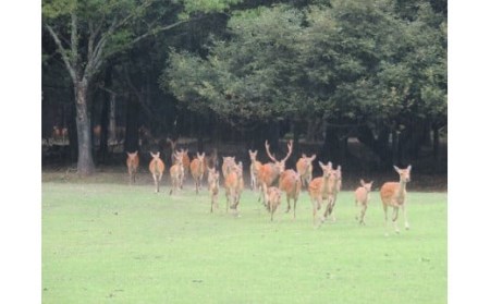 86-001 古都奈良の風物詩「鹿寄せ」貸し切りチケット
