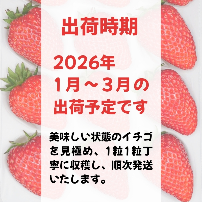 【 数量限定 予約販売 】 ブランド いちご 古都華 1P 宝石のような濃いルビー色 苺 イチゴ 大粒 4L～5L 2026年 1月 以降順次発送 1月 2月 3月 旬 産地 農場 直送 フレッシュ スイーツ スムージー ケーキ フルーツ 果物 国産 ベリー 贈答用 プレゼント 人気 ふるさと納税 ふるさと おすすめ 限定 奈良県 奈良市 なら 古都華カンパニー IK-01
