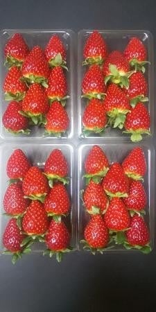 【 数量限定】 ブランド いちご ならあかり 250g×4P  イチゴ 月 旬 産地 農場 直送 フレッシュ スイーツ スムージー ケーキ フルーツ 果物 国産 ベリー 贈答用 プレゼント 人気 ふるさと納税 ふるさと おすすめ 限定 奈良県 奈良市 なら ファーム和だや fwd002