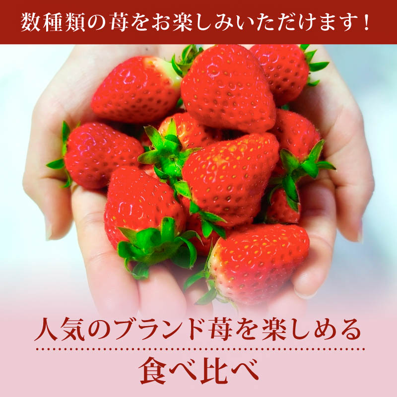 いちご 奈乃華 ならあかり セット 2026年 発送（270g×2パック）予約受付中 数量限定 早期終了 予定あり  家庭用 イチゴ 先行予約 苺 奈良ブランド苺 ブランド 古都華 大粒 苺 旬 産地 直送 フレッシュ 新鮮  フルーツ 果物 くだもの  萩原いちご農園 奈良県 奈良市 hgi01