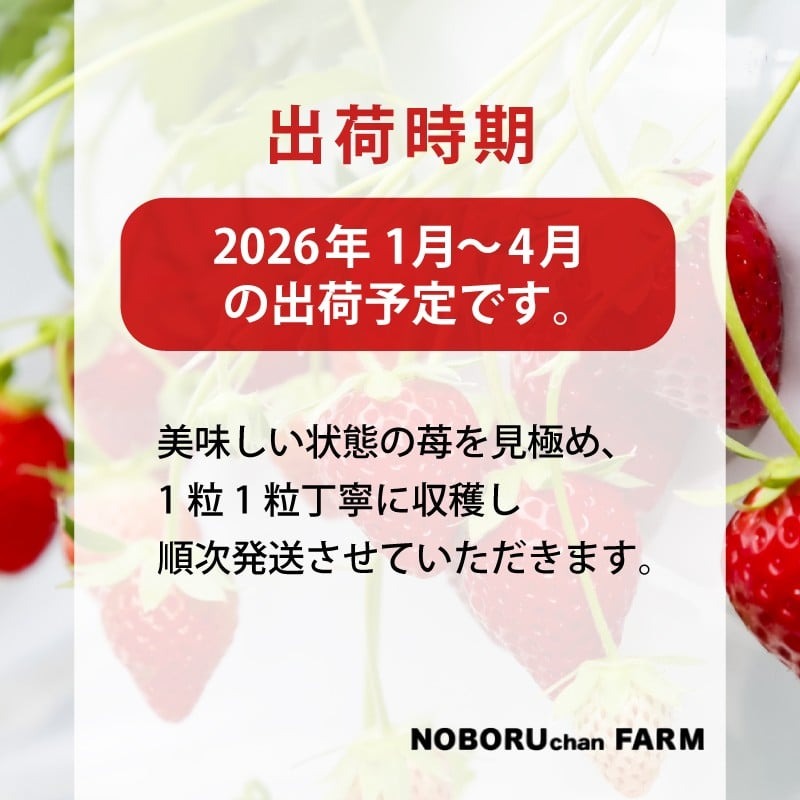 いちご 古都華 1600g以上 270g×6P 先行予約 数量限定 新鮮 産地直送 厳選 2026年1月以降発送 大粒 冷蔵 小分け 旬 ブランド イチゴ 苺 フルーツ 果物 くだもの 国産 限定 ベリー 贈答用 ストロベリー デザート スイーツ ギフト プレゼント 季節 特産品 奈良市 奈良県 のぼるちゃんファーム