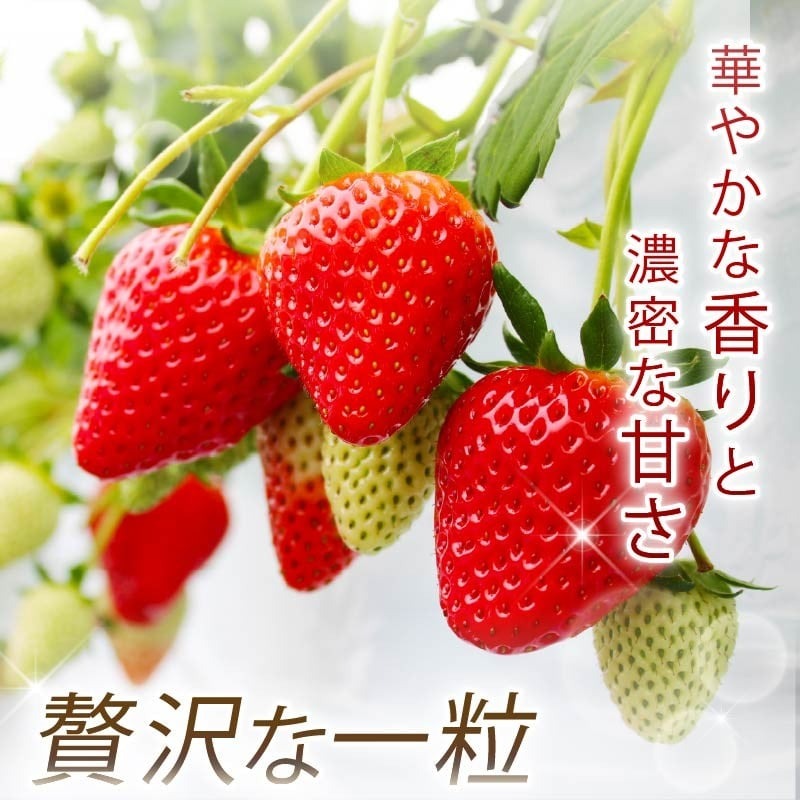 【数量限定】 2026年発送 苺 いちご 古都姫 2パック 約540g (270g×2P) ゆりかーご 冷蔵 小分け 果物 スイーツ デザート くだもの フルーツ ベリー ふるさと納税 いちご 大粒 採れたて 完熟 おやつ 産地直送 先行予約 数量限定 季節限定 ブランド イチゴ ギフト お祝い 中村農園 奈良県 奈良市 inn01