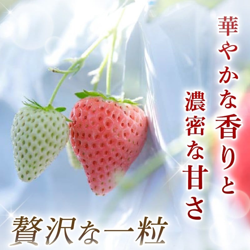 【数量限定】 2026年発送 苺 いちご コットンベリー 2パック 約500g (250g×2P) ゆりかーご 冷蔵 小分け 果物 スイーツ デザート くだもの フルーツ ベリー ふるさと納税 いちご 大粒 採れたて 完熟 おやつ 産地直送 先行予約 数量限定 季節限定 ブランド イチゴ 中村農園 奈良県 奈良市