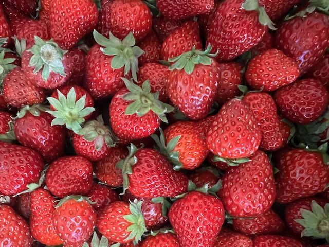 【予約販売】2月以降発送 古都華コンフィチュール×四季橘コンフィチュール Pain Perdu 奈良市なら 10-028